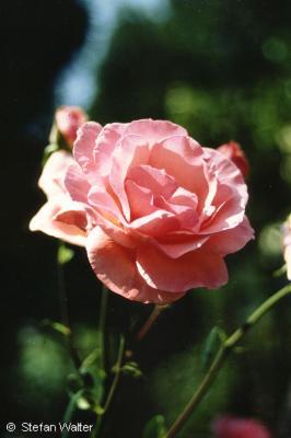 Mai - Rose