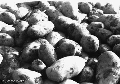 September - Kartoffeln