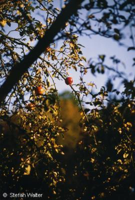Oktober - pfel am Baum