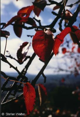 Titel - Herbstblätter am Baum