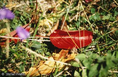 September - Rotes Herbsblatt