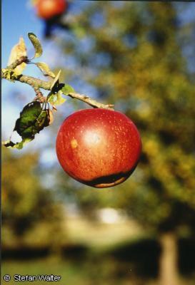 Oktober - Apfel