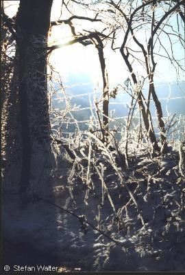 Januar - Frost im Gegenlicht