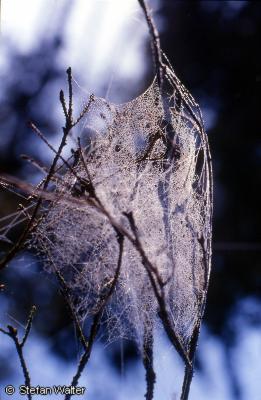 Titel - Spinnennetz