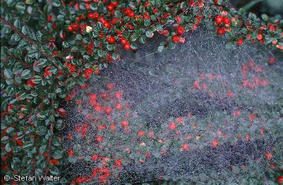 November - Spinnennetz mit Beeren